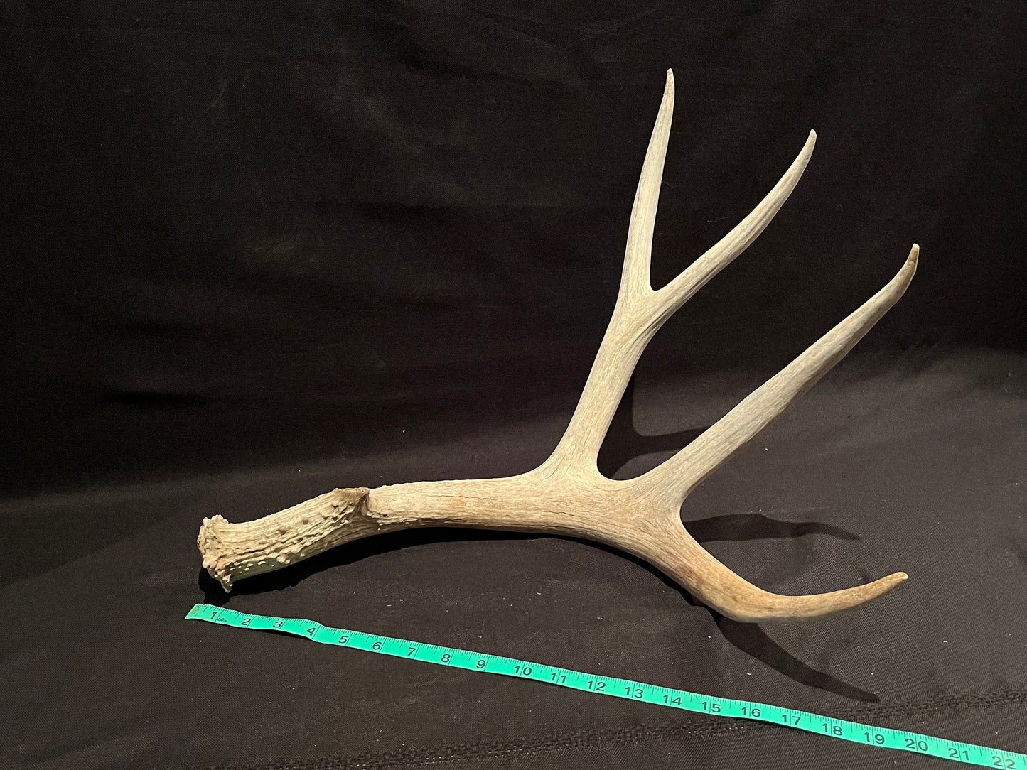 Deer Antler. Massive Deer Horn/Antler, Cabin, Rustic style decoration and crafting!