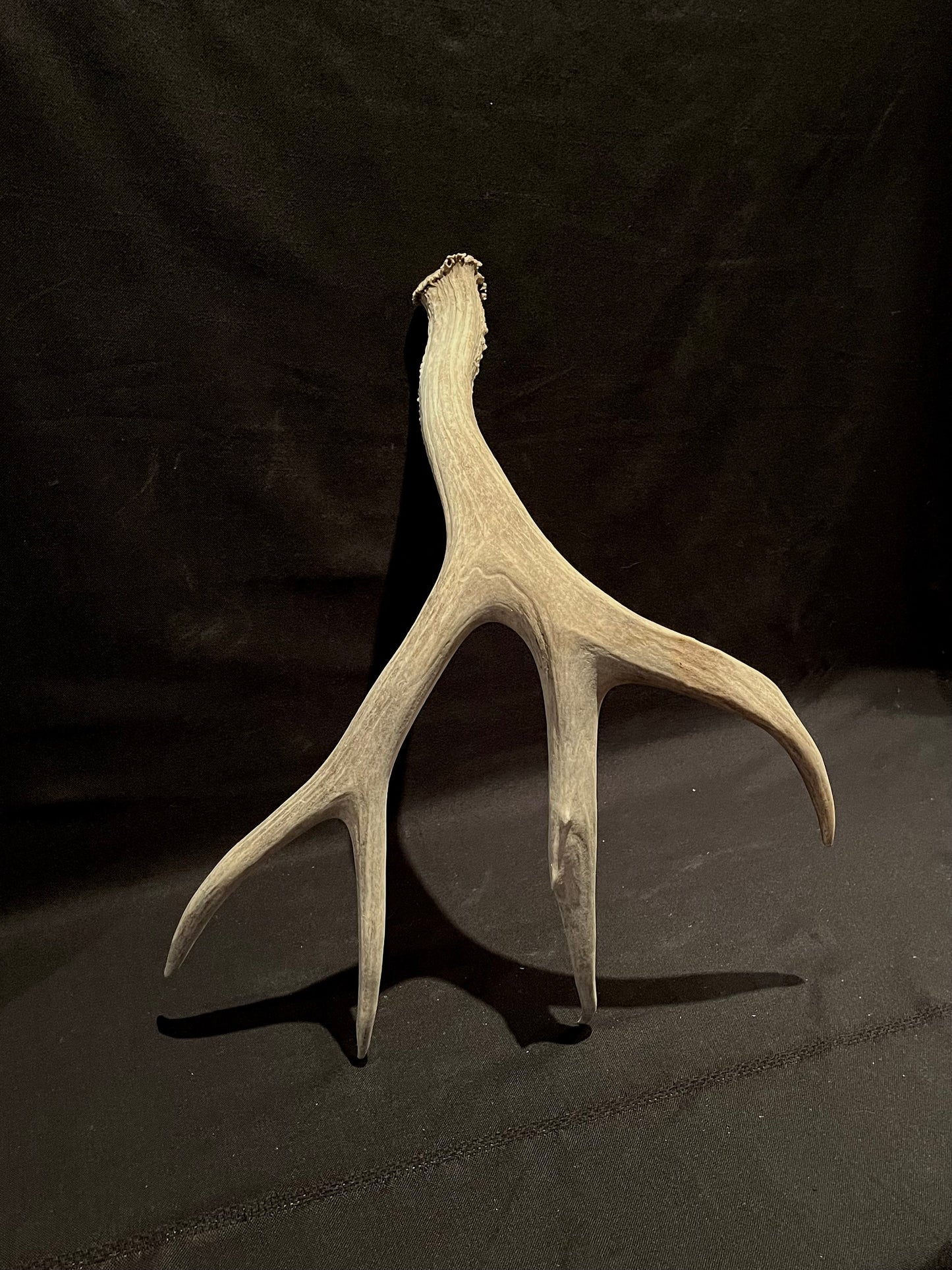 Deer Antler. Massive Deer Horn/Antler, Cabin, Rustic style decoration and crafting!