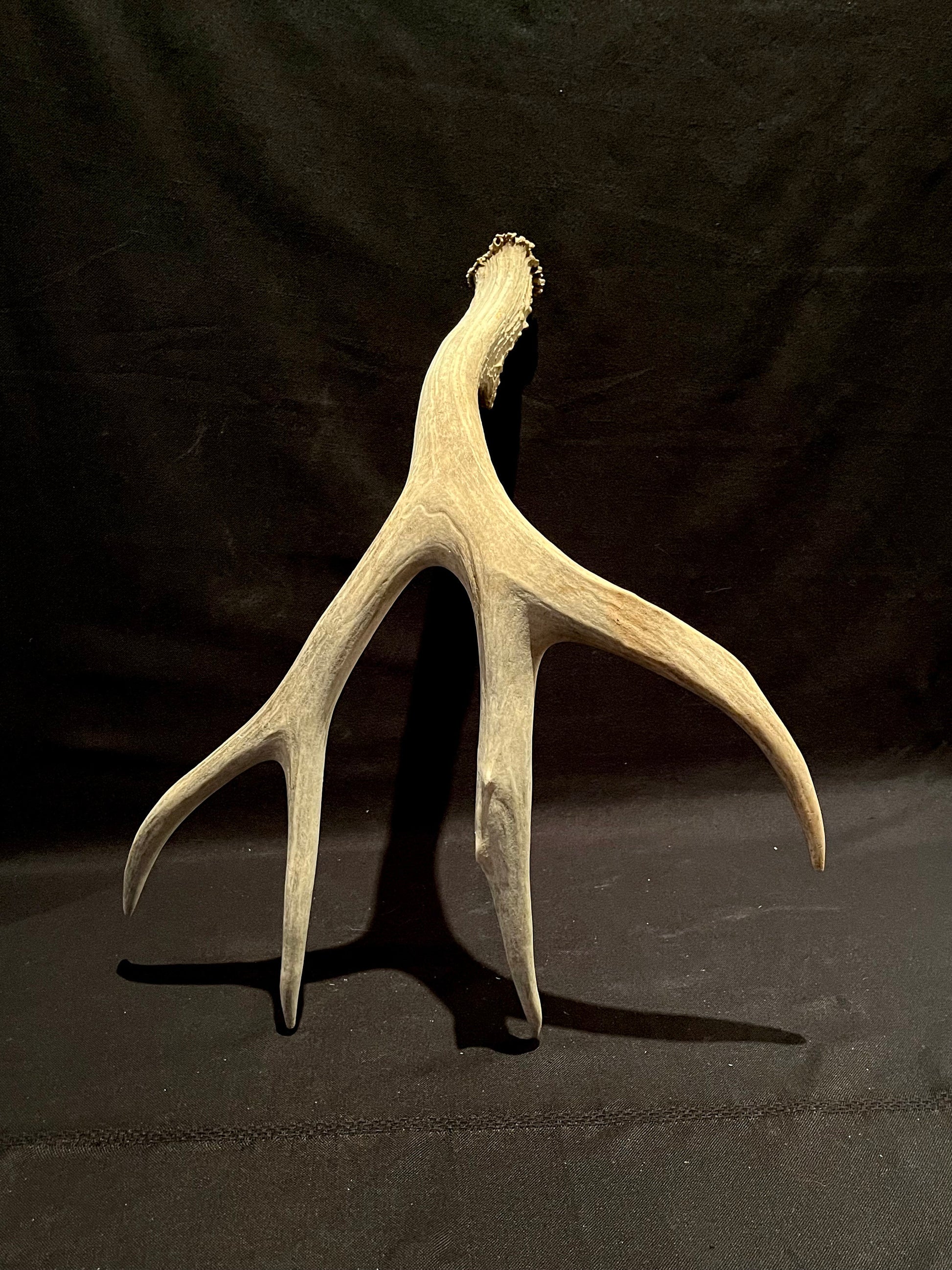 Deer Antler. Massive Deer Horn/Antler, Cabin, Rustic style decoration and crafting!