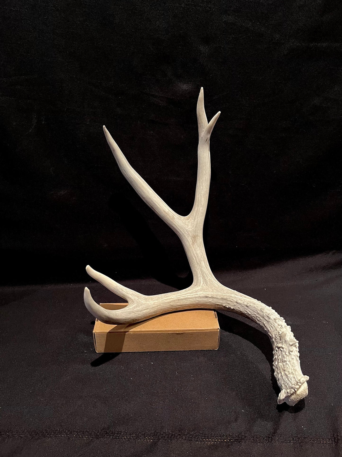 Big Deer Antler. Massive Deer Horn/Antler, Cabin, Rustic style decoration and crafting!