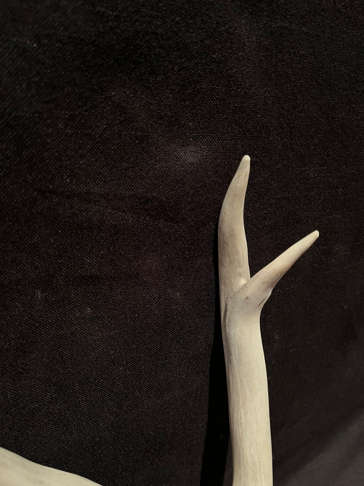 Big Deer Antler. Massive Deer Horn/Antler, Cabin, Rustic style decoration and crafting!