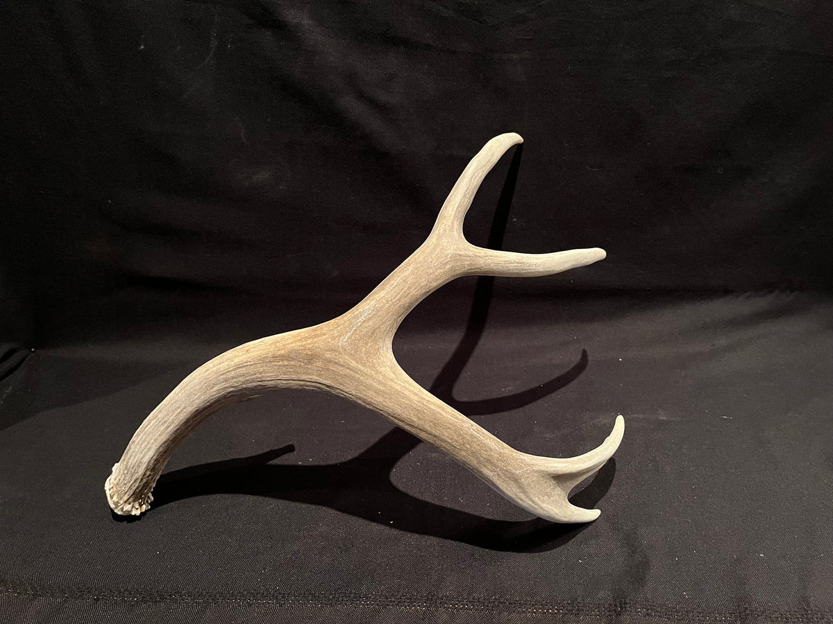 XL Mule Deer Antler - For Cabin and Rustic Style Decoration
