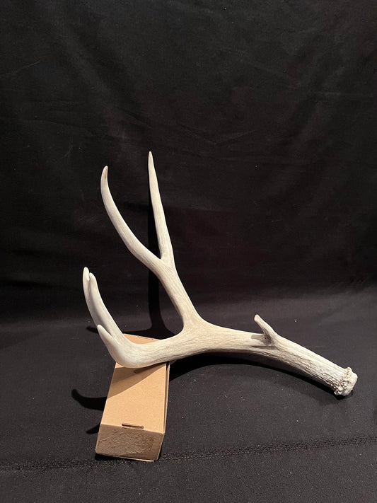 Big Deer Antler. Massive Deer Horn/Antler, Cabin, Rustic style decoration and crafting!