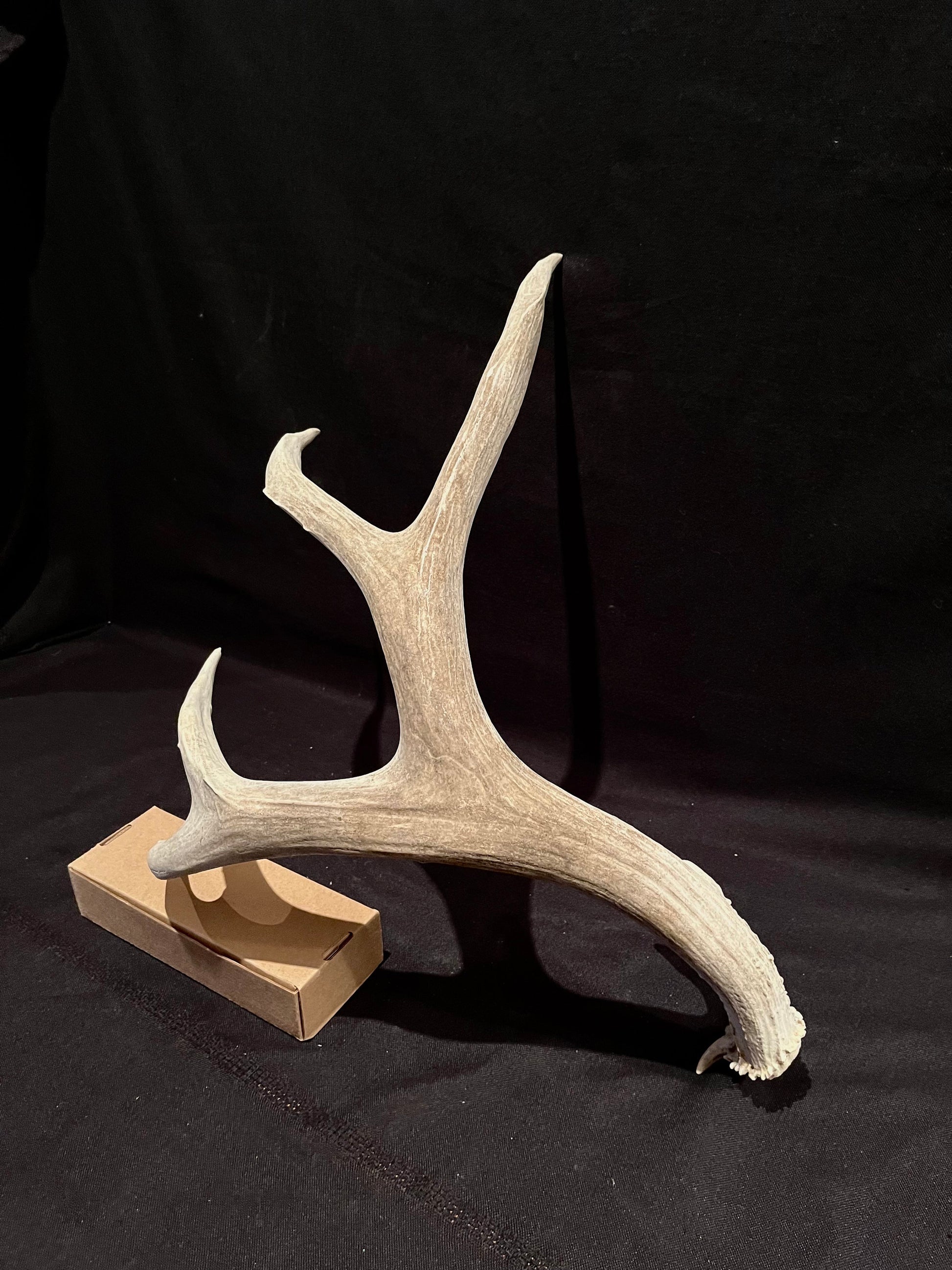 Deer Antler - Impressive Mule Deer Antler. Horns. Massive Deer Horn/Antler, Cabin, Rustic style decoration and crafting!