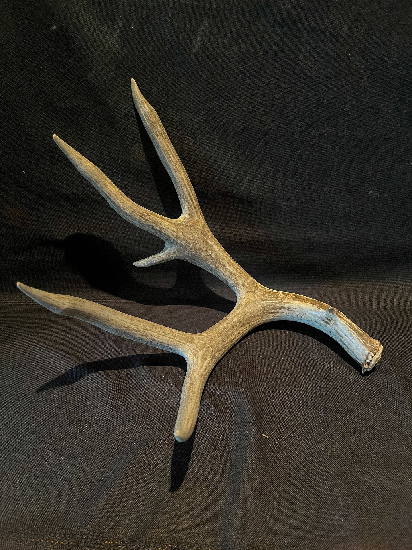 Dark 6 Point Mule deer antler. Large, Rustic style decoration. Cabin and Farm decor centrepiece.