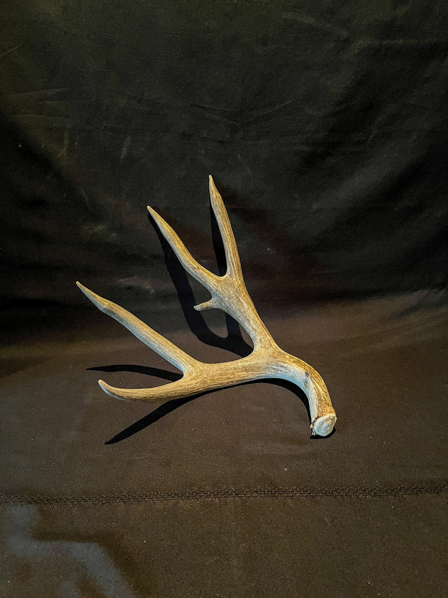 Dark 6 Point Mule deer antler. Large, Rustic style decoration. Cabin and Farm decor centrepiece.