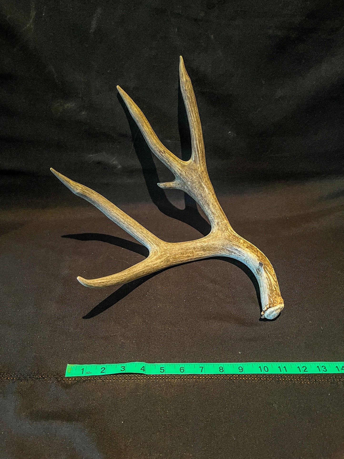 Dark 6 Point Mule deer antler. Large, Rustic style decoration. Cabin and Farm decor centrepiece.