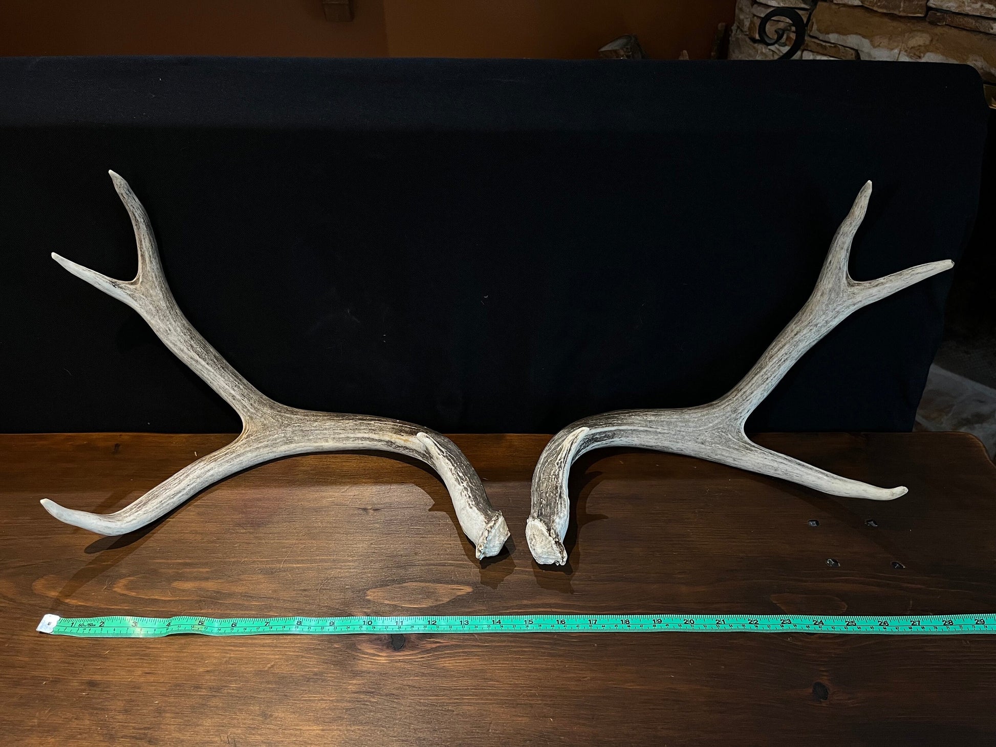 Mule deer antlers. Medium sized. Naturally shed. Decor. Crafting