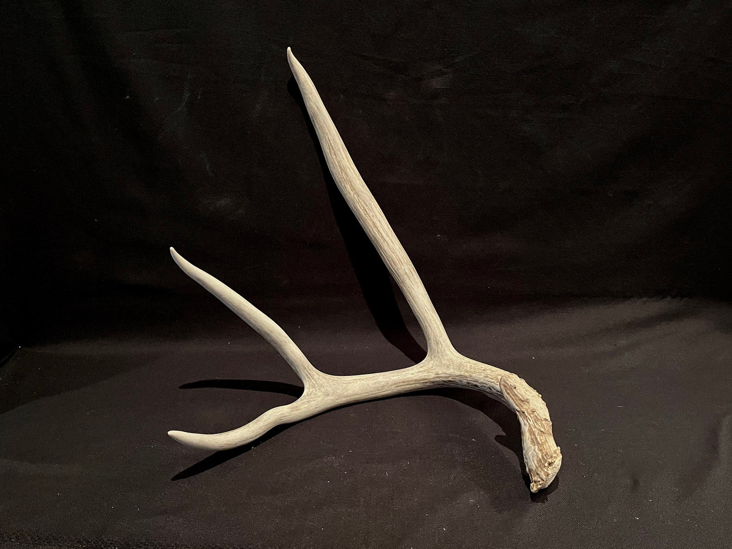 Huge Canadian Mule deer Antler. Farmhouse style decor collection antler.