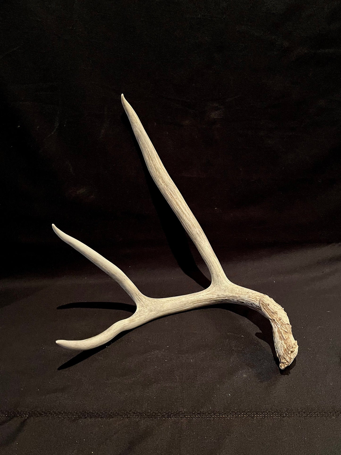 Huge Canadian Mule deer Antler. Farmhouse style decor collection antler.