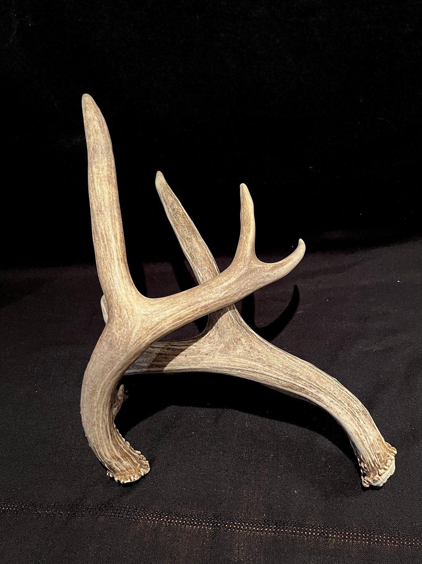 Mule deer antlers. Medium sized. Naturally shed. Decor. Crafting