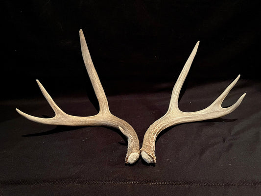 Mule deer antlers. Medium sized. Naturally shed. Decor. Crafting