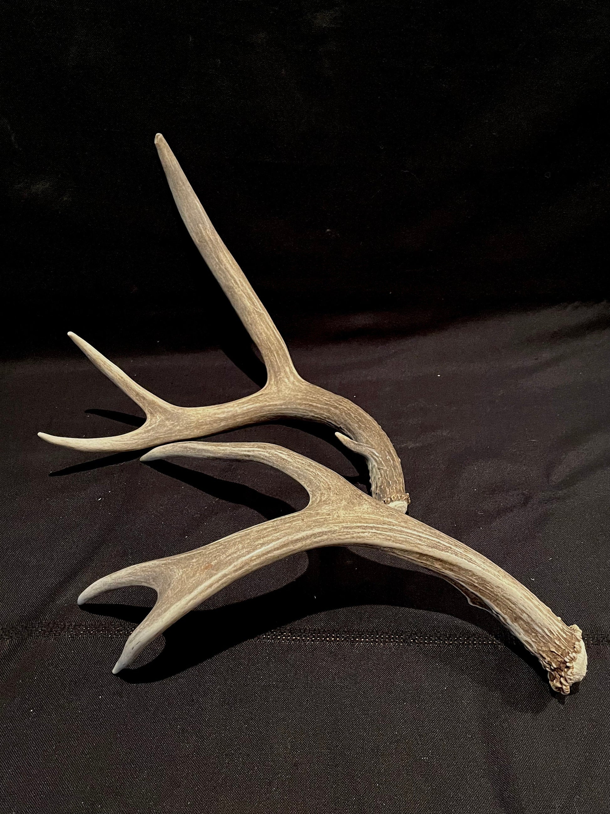 Mule deer antlers. Medium sized. Naturally shed. Decor. Crafting