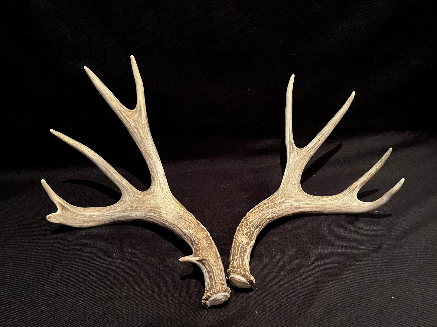 Deer Antlers! Mule deer. Classic Northern Canada Mule Deer Antlers. Horns, Crafting. Decor