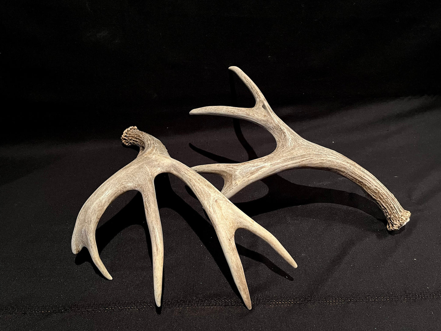 Deer Antlers! Mule deer. Classic Northern Canada Mule Deer Antlers. Horns, Crafting. Decor