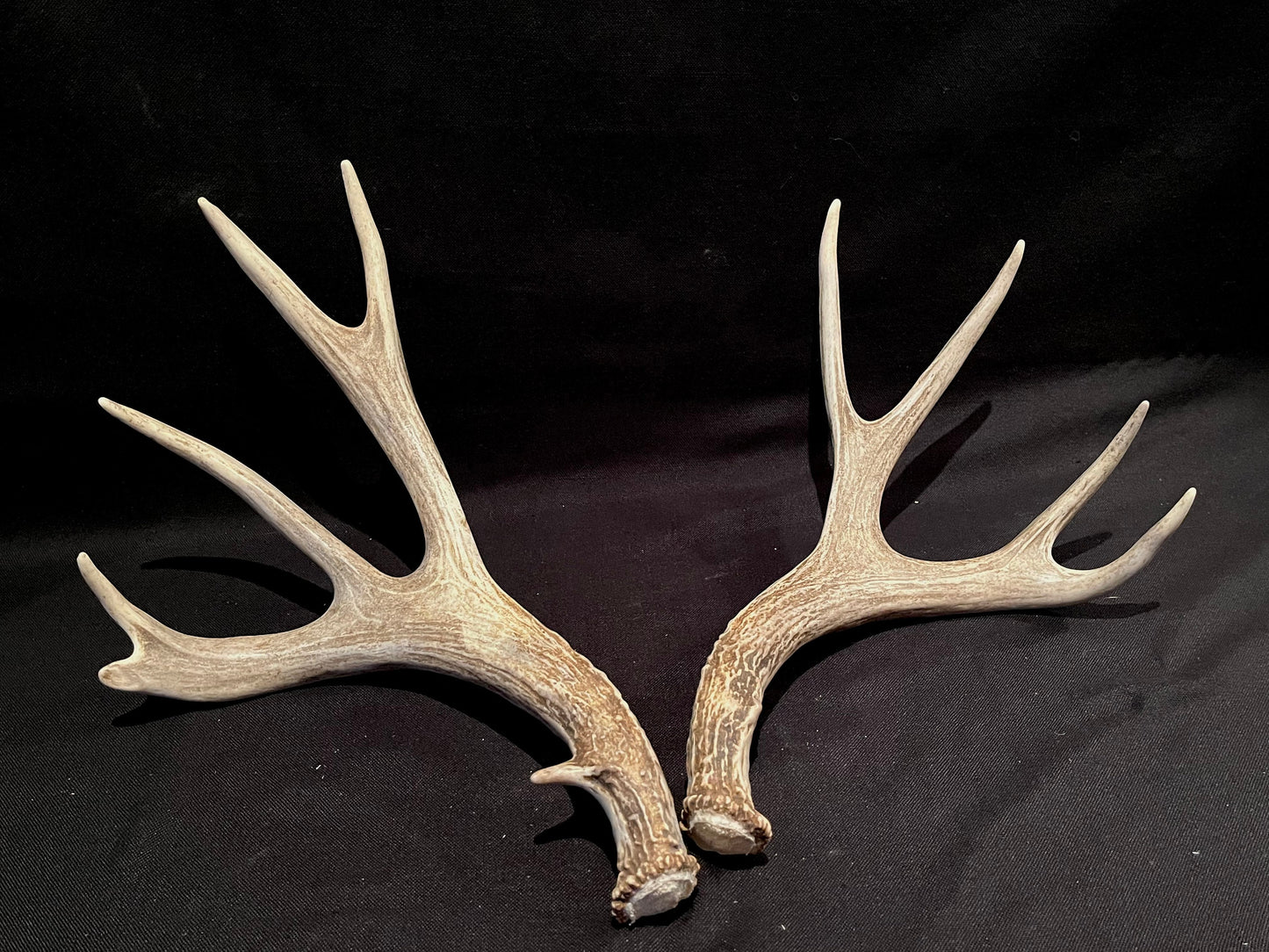 Deer Antlers! Mule deer. Classic Northern Canada Mule Deer Antlers. Horns, Crafting. Decor