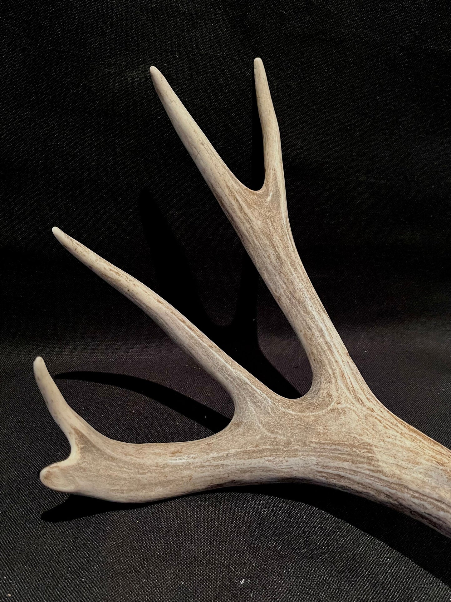 Deer Antlers! Mule deer. Classic Northern Canada Mule Deer Antlers. Horns, Crafting. Decor