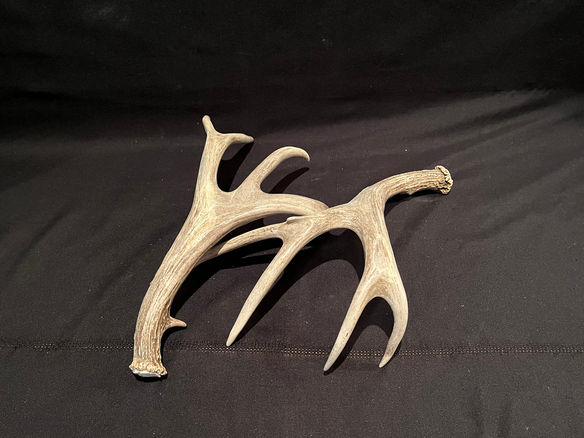 Deer Antlers! Mule deer. Classic Northern Canada Mule Deer Antlers. Horns, Crafting. Decor