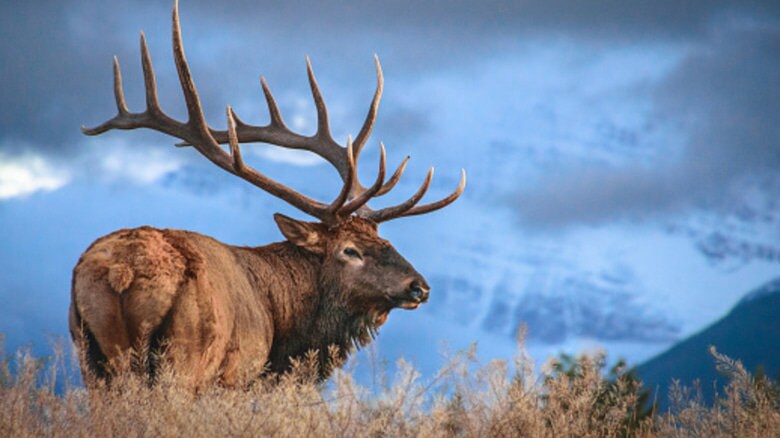 Wild Canadian Elk Shed. Antler Decor Piece, Crafting Item. Antler.