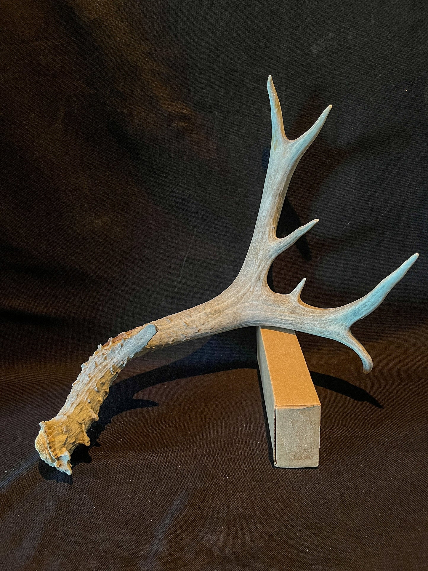 Mule deer antler. Extra funky antler - For rustic style decor, centrepiece, crafting and more!