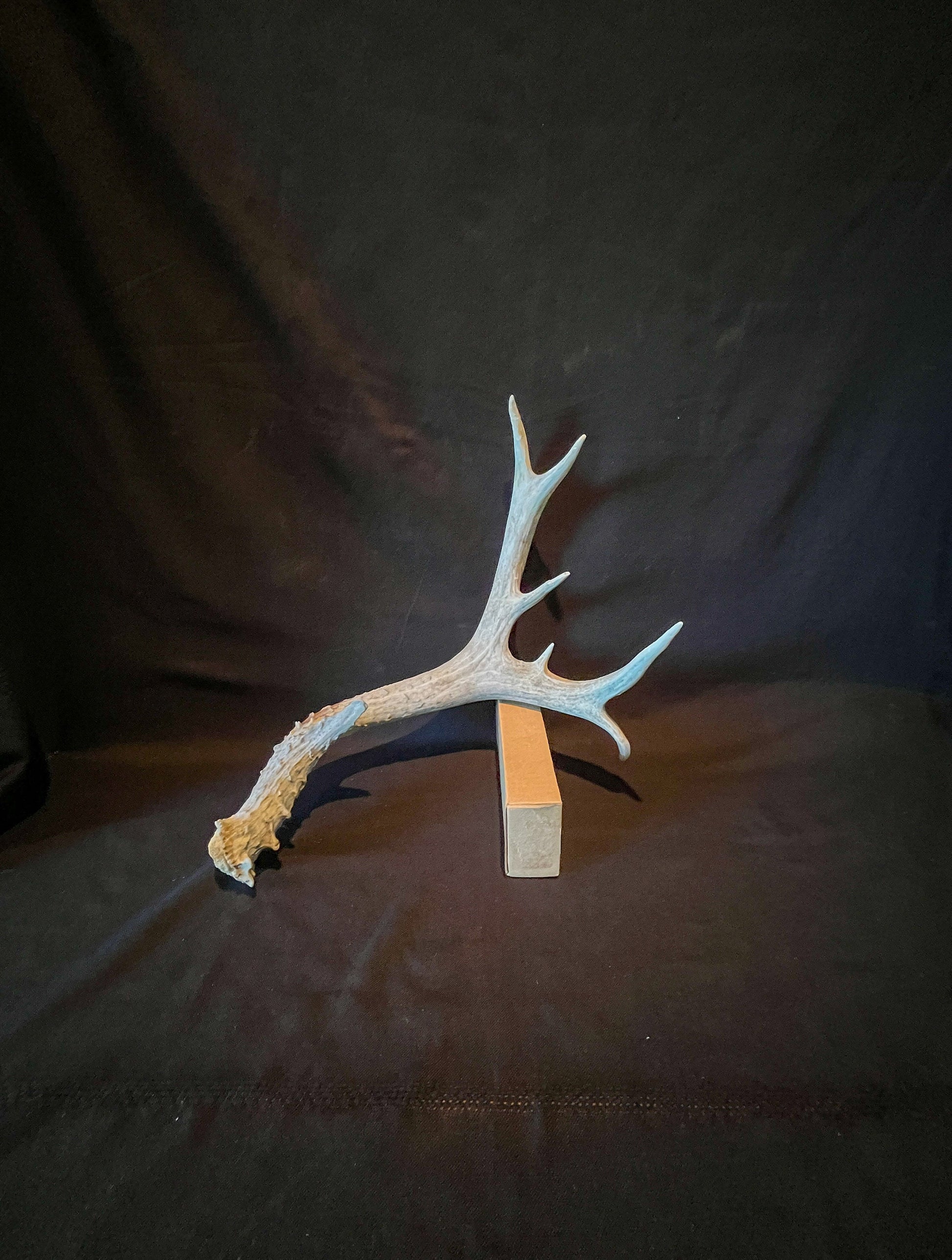 Mule deer antler. Extra funky antler - For rustic style decor, centrepiece, crafting and more!