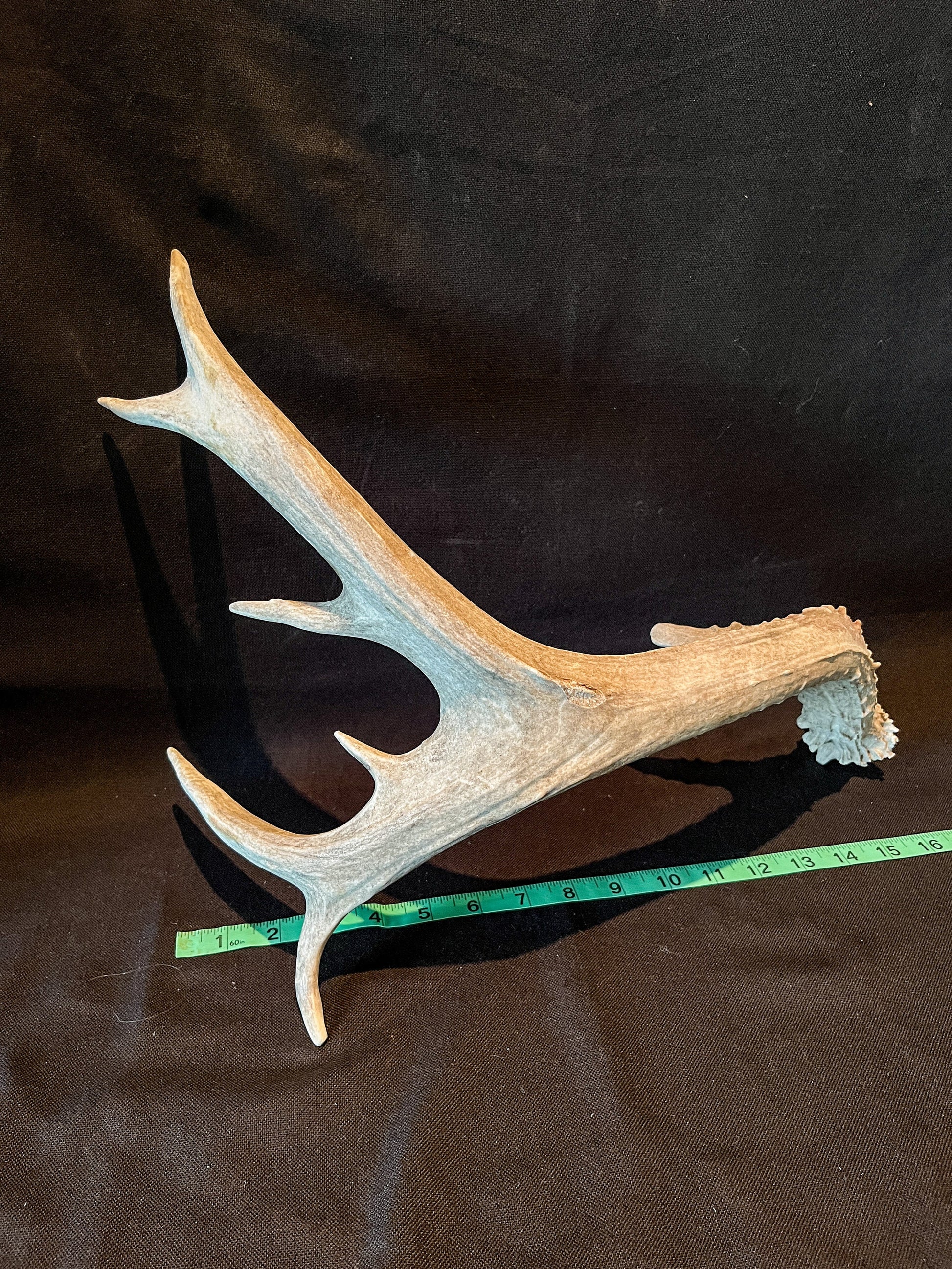 Mule deer antler. Extra funky antler - For rustic style decor, centrepiece, crafting and more!
