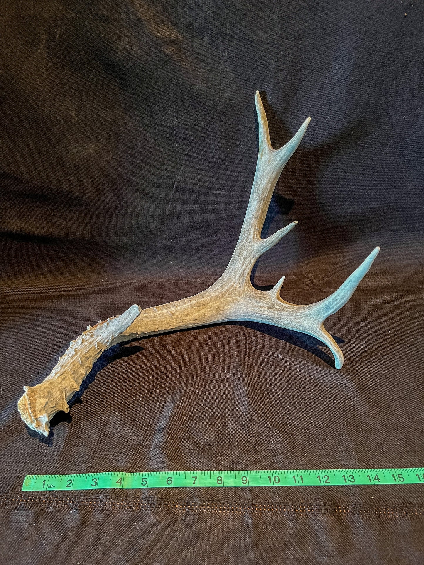 Mule deer antler. Extra funky antler - For rustic style decor, centrepiece, crafting and more!