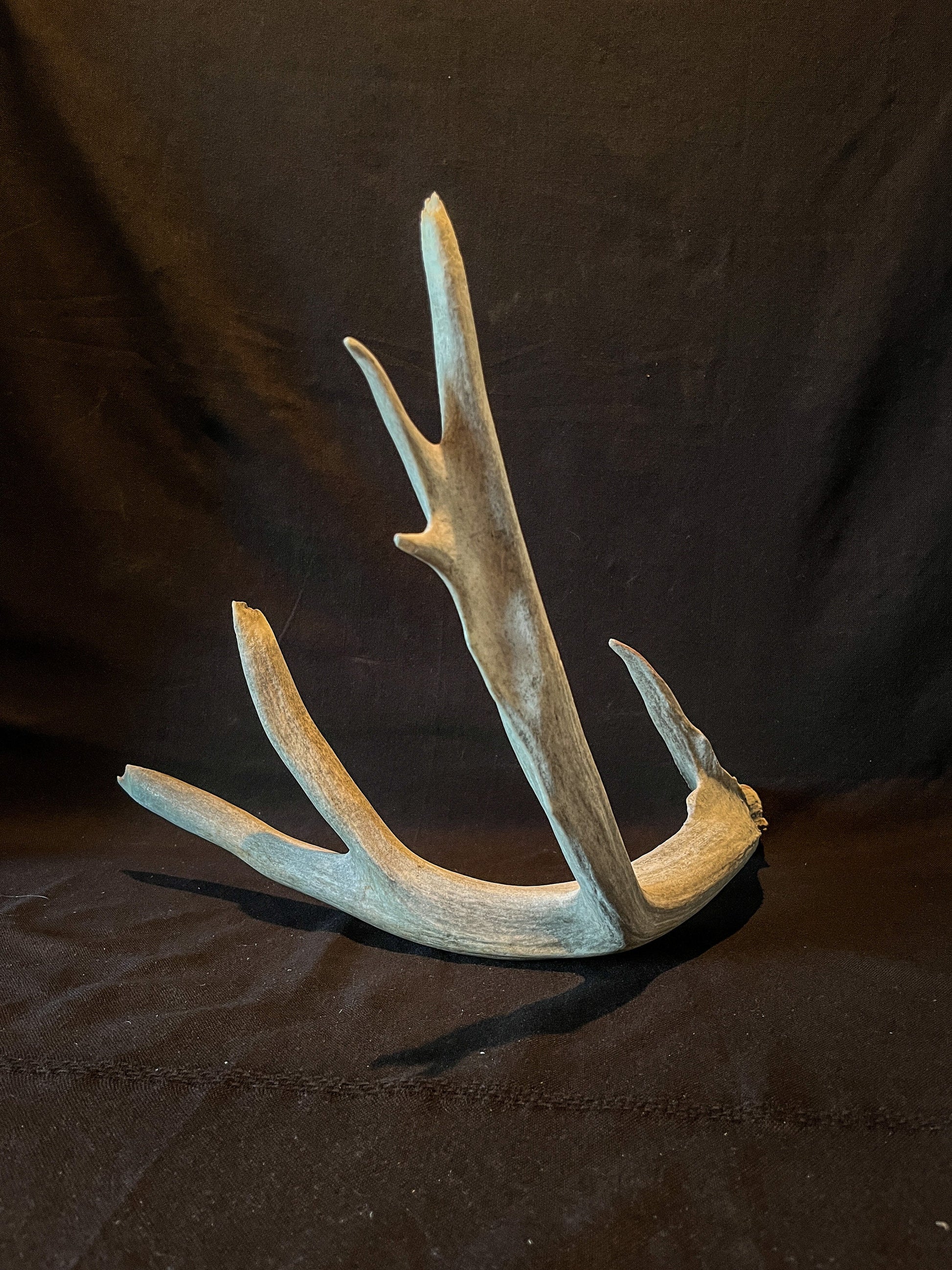 Deer Antler - Huge deer Antler. Beautiful nature-themed decor piece.