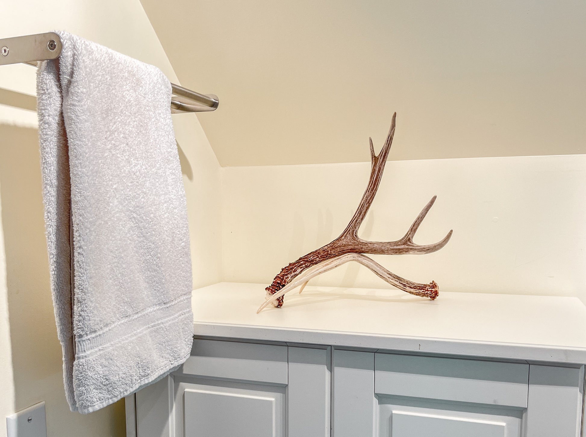 Natural Mule Deer Antlers. FRESH finds, ANY SIZE. Crafting. Decor & Much More