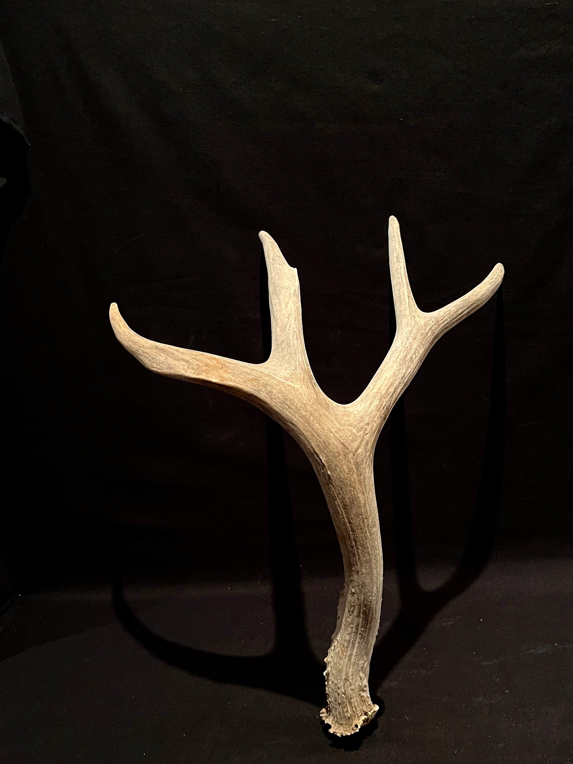 Deer Antler. Massive Deer Horn/Antler, Cabin, Rustic style decoration and crafting!