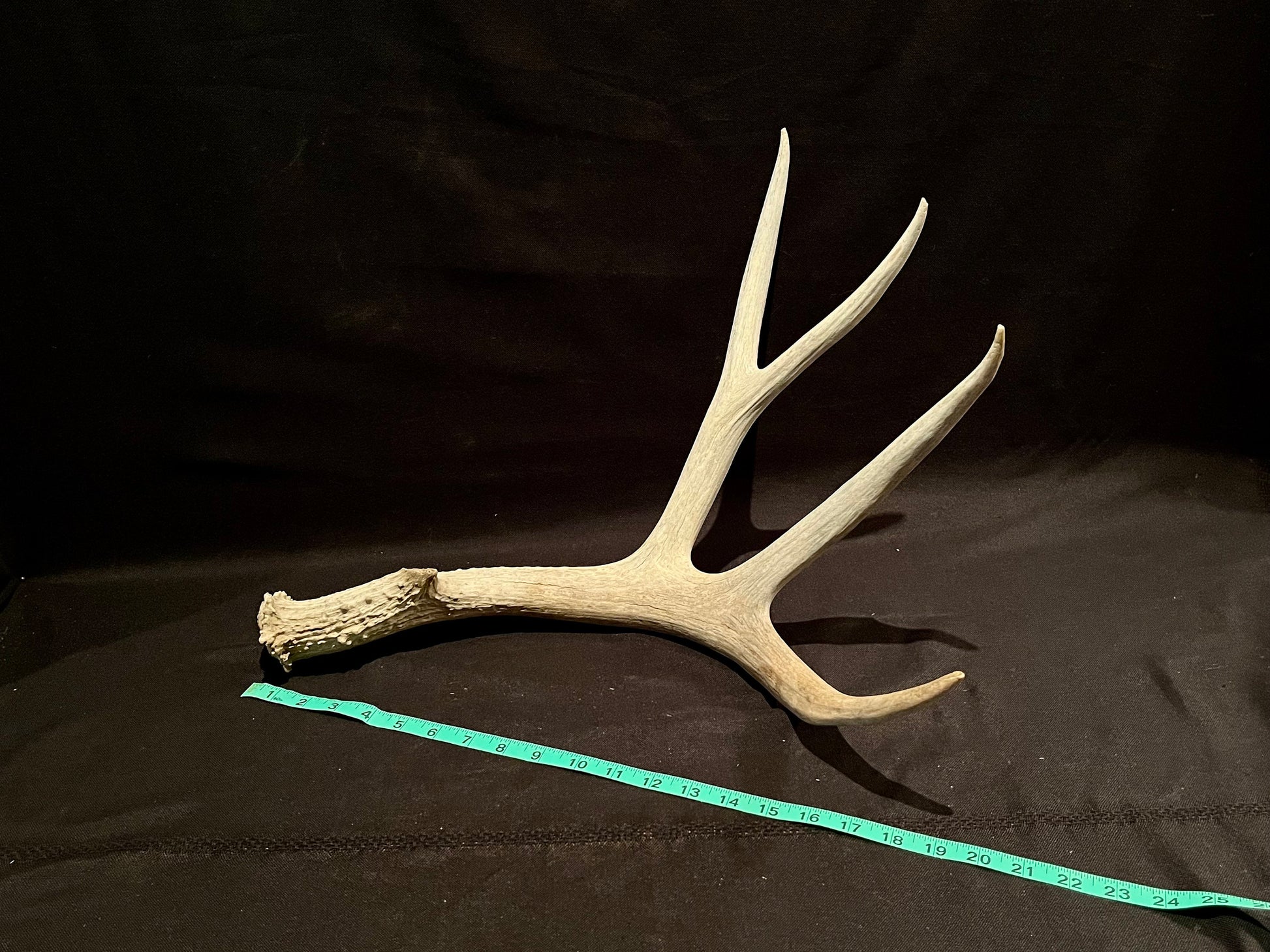 Deer Antler. Massive Deer Horn/Antler, Cabin, Rustic style decoration and crafting!