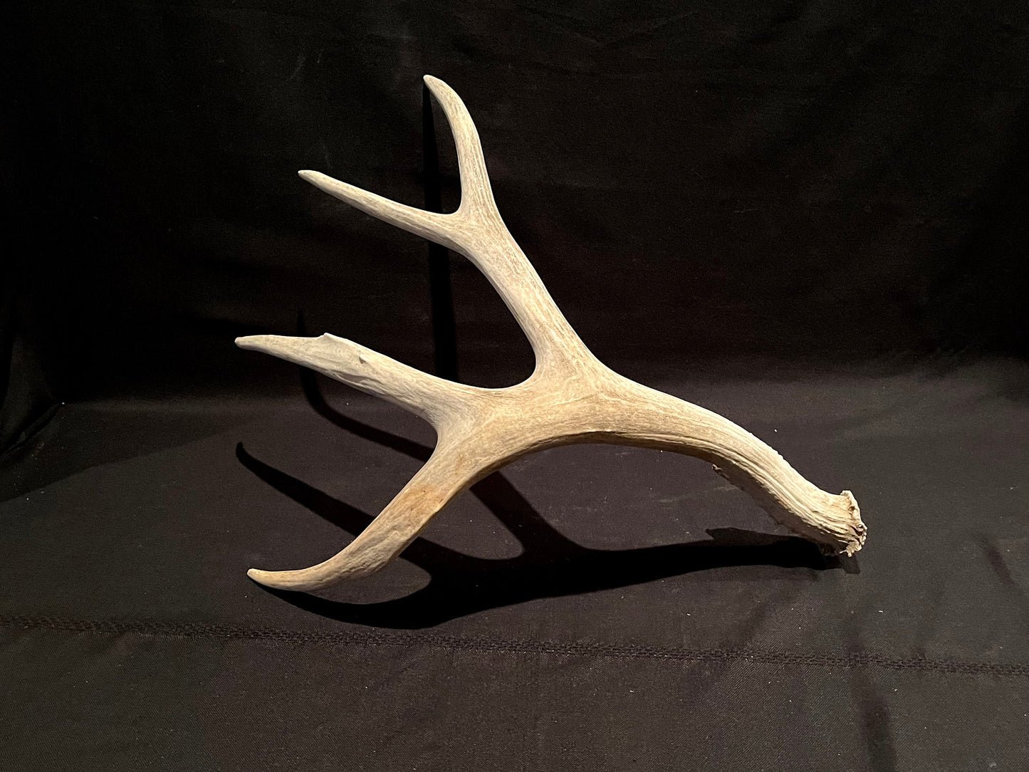 Deer Antler. Massive Deer Horn/Antler, Cabin, Rustic style decoration and crafting!