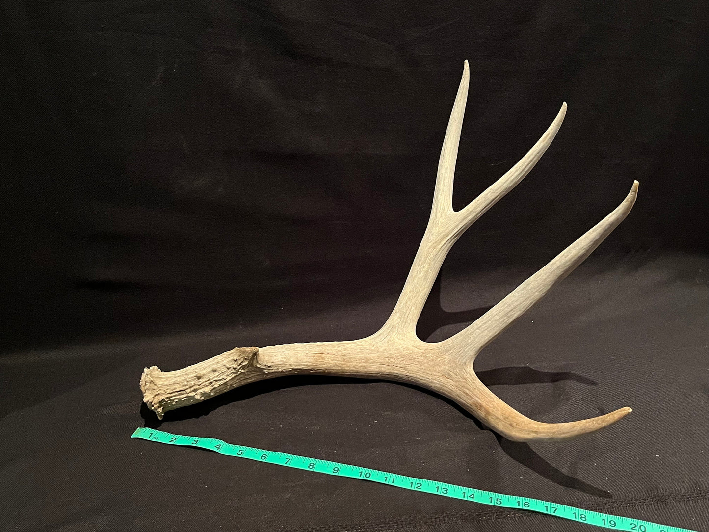 Deer Antler. Massive Deer Horn/Antler, Cabin, Rustic style decoration and crafting!