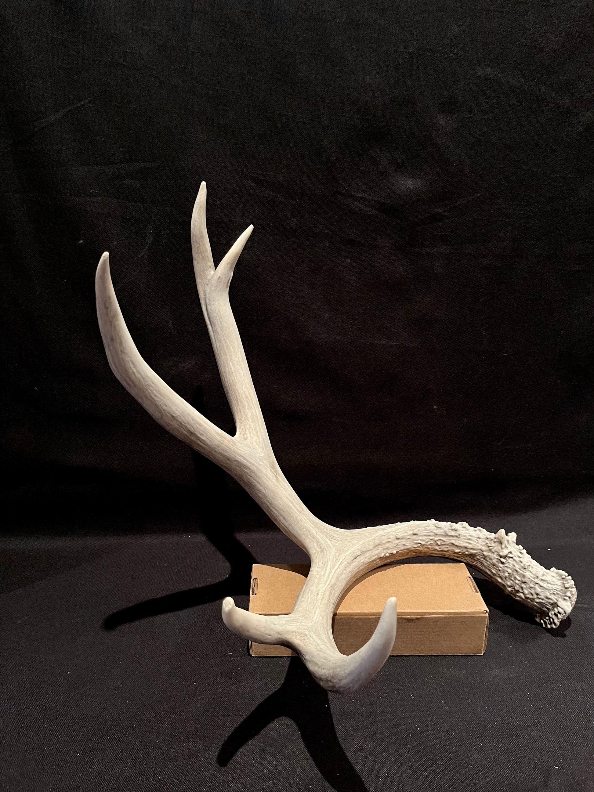 Big Deer Antler. Massive Deer Horn/Antler, Cabin, Rustic style decoration and crafting!