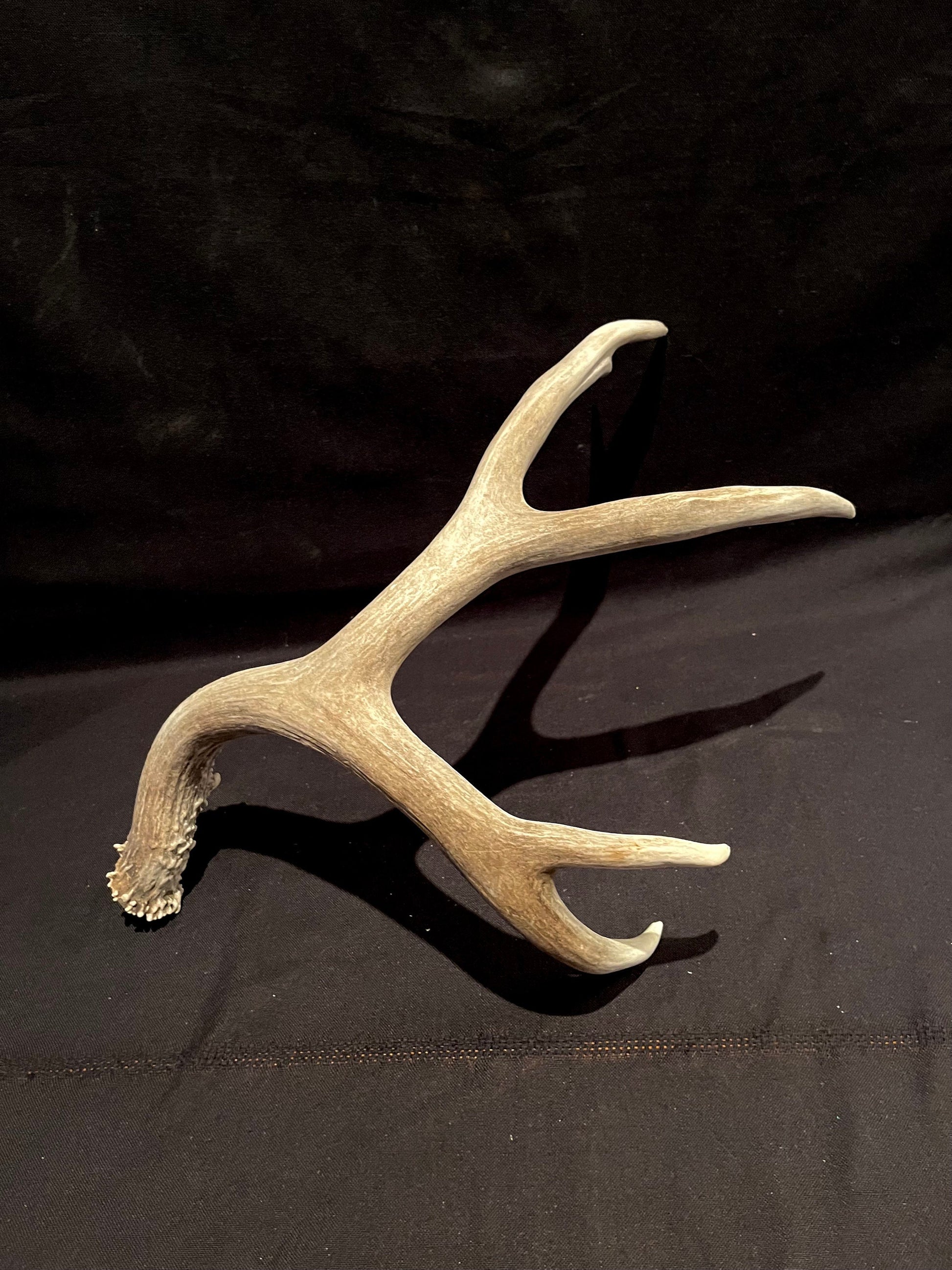 Big Deer Antler. Massive Deer Horn/Antler, Cabin, Rustic style decoration and crafting!