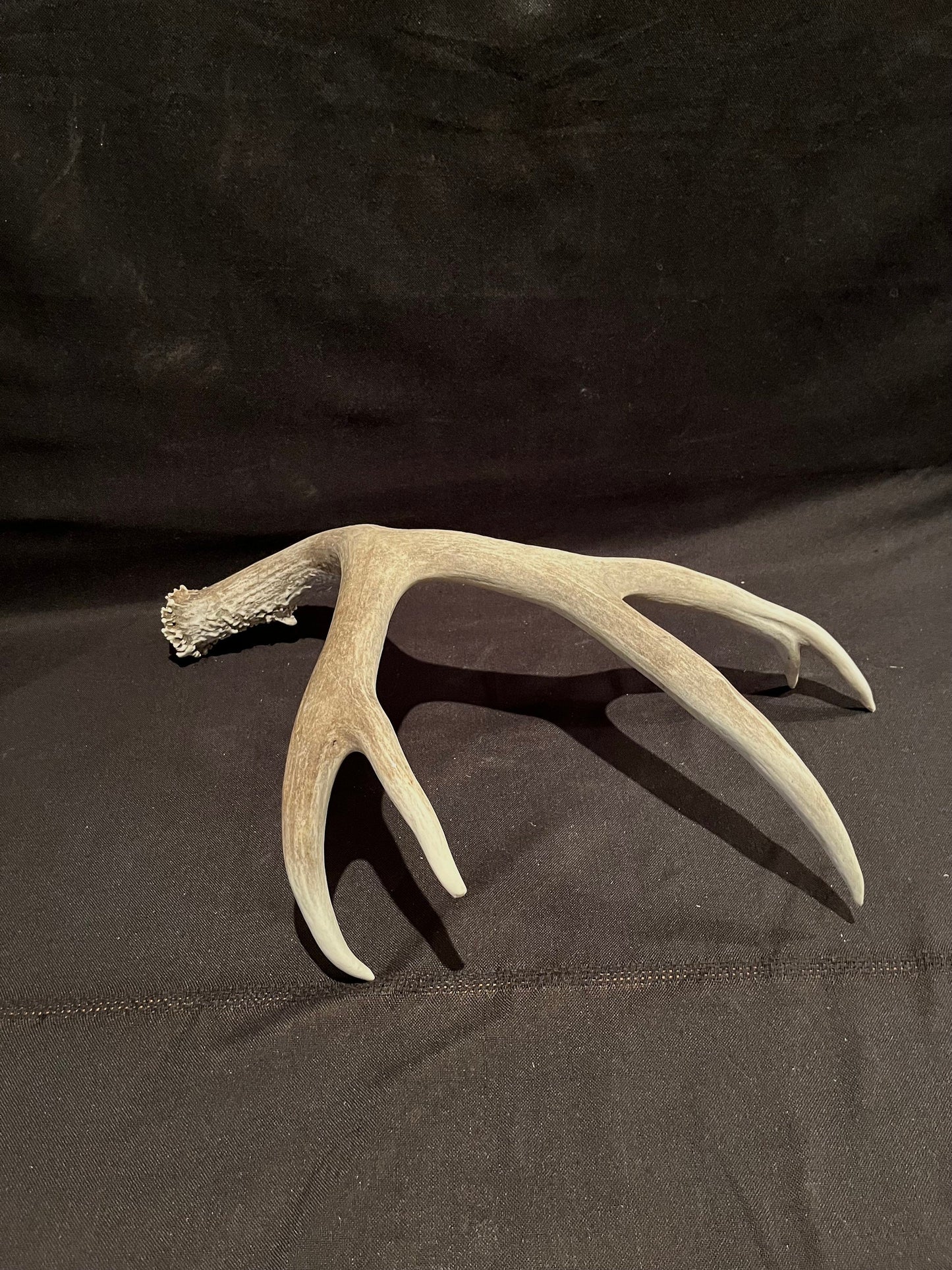 Big Deer Antler. Massive Deer Horn/Antler, Cabin, Rustic style decoration and crafting!