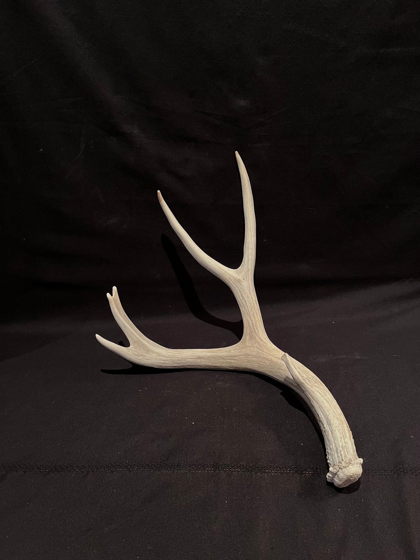 Big Deer Antler. Massive Deer Horn/Antler, Cabin, Rustic style decoration and crafting!