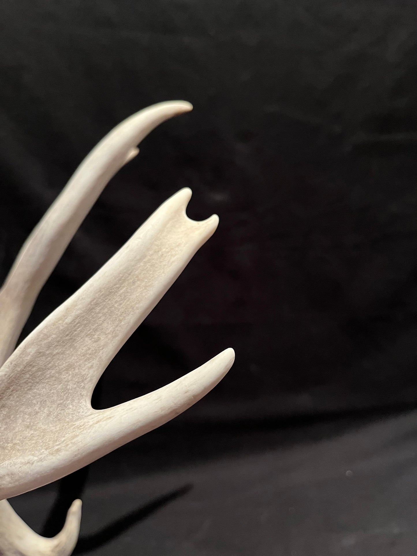 Big Deer Antler. Massive Deer Horn/Antler, Cabin, Rustic style decoration and crafting!