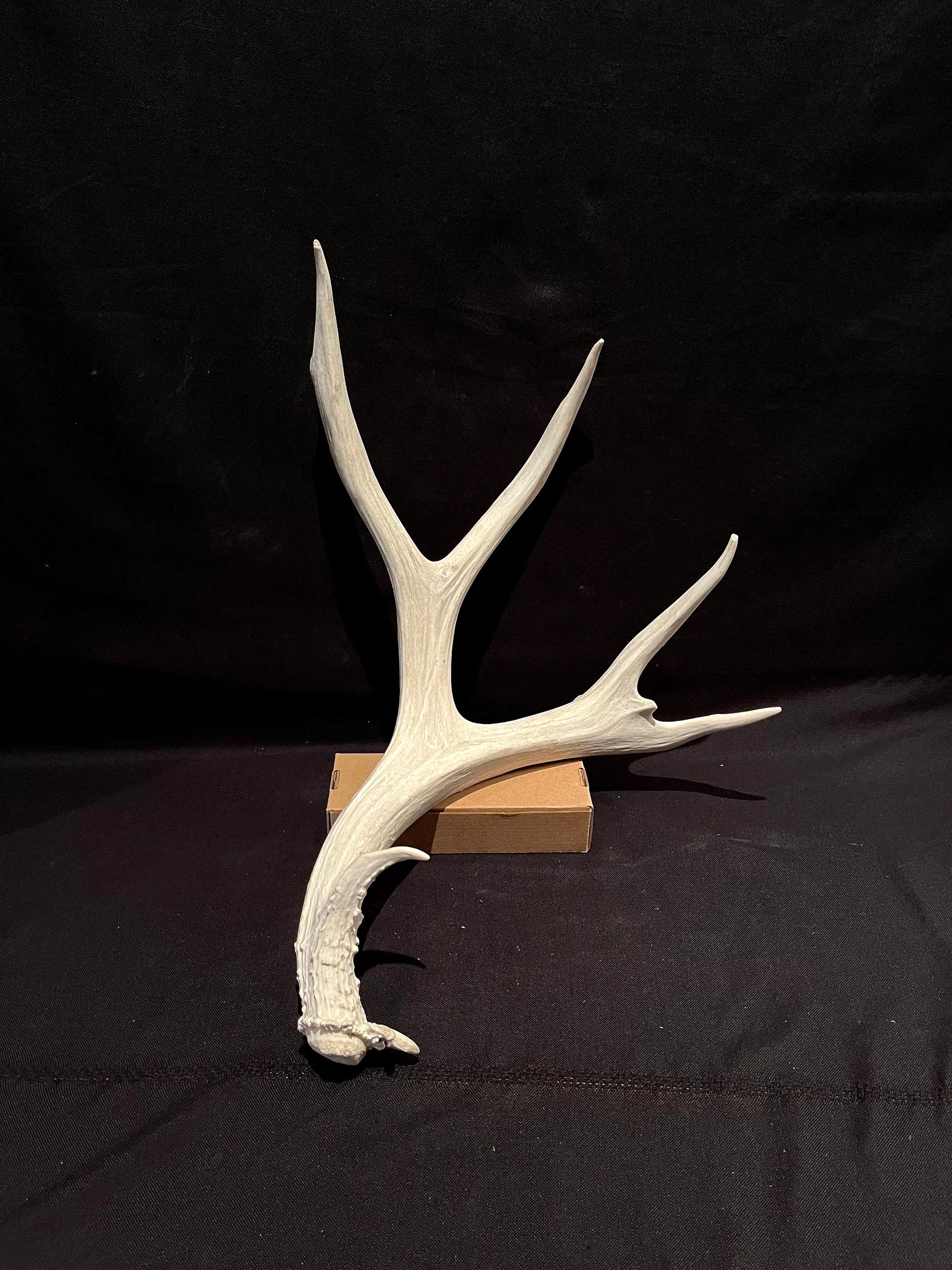 Deer Antler - Impressive Mule Deer Antler. Horns. Massive Deer Horn/Antler, Cabin, Rustic style decoration and crafting!