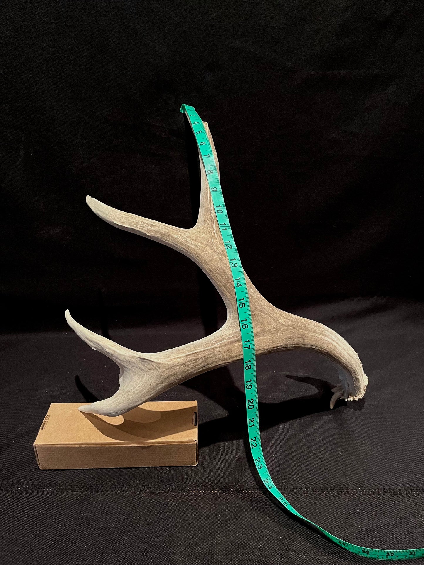 Deer Antler - Impressive Mule Deer Antler. Horns. Massive Deer Horn/Antler, Cabin, Rustic style decoration and crafting!