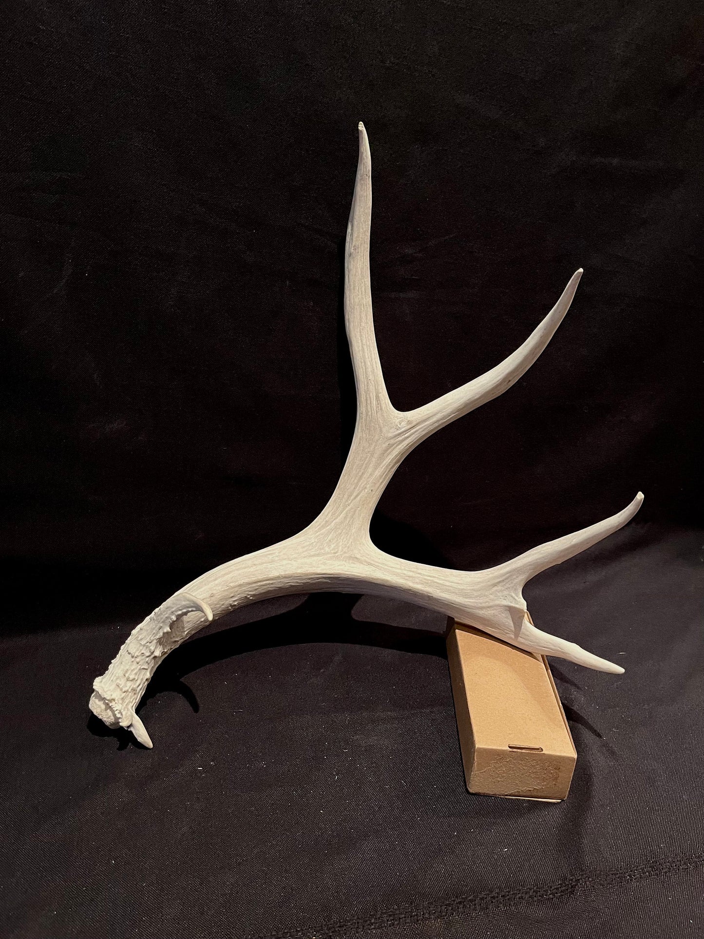 Deer Antler - Impressive Mule Deer Antler. Horns. Massive Deer Horn/Antler, Cabin, Rustic style decoration and crafting!