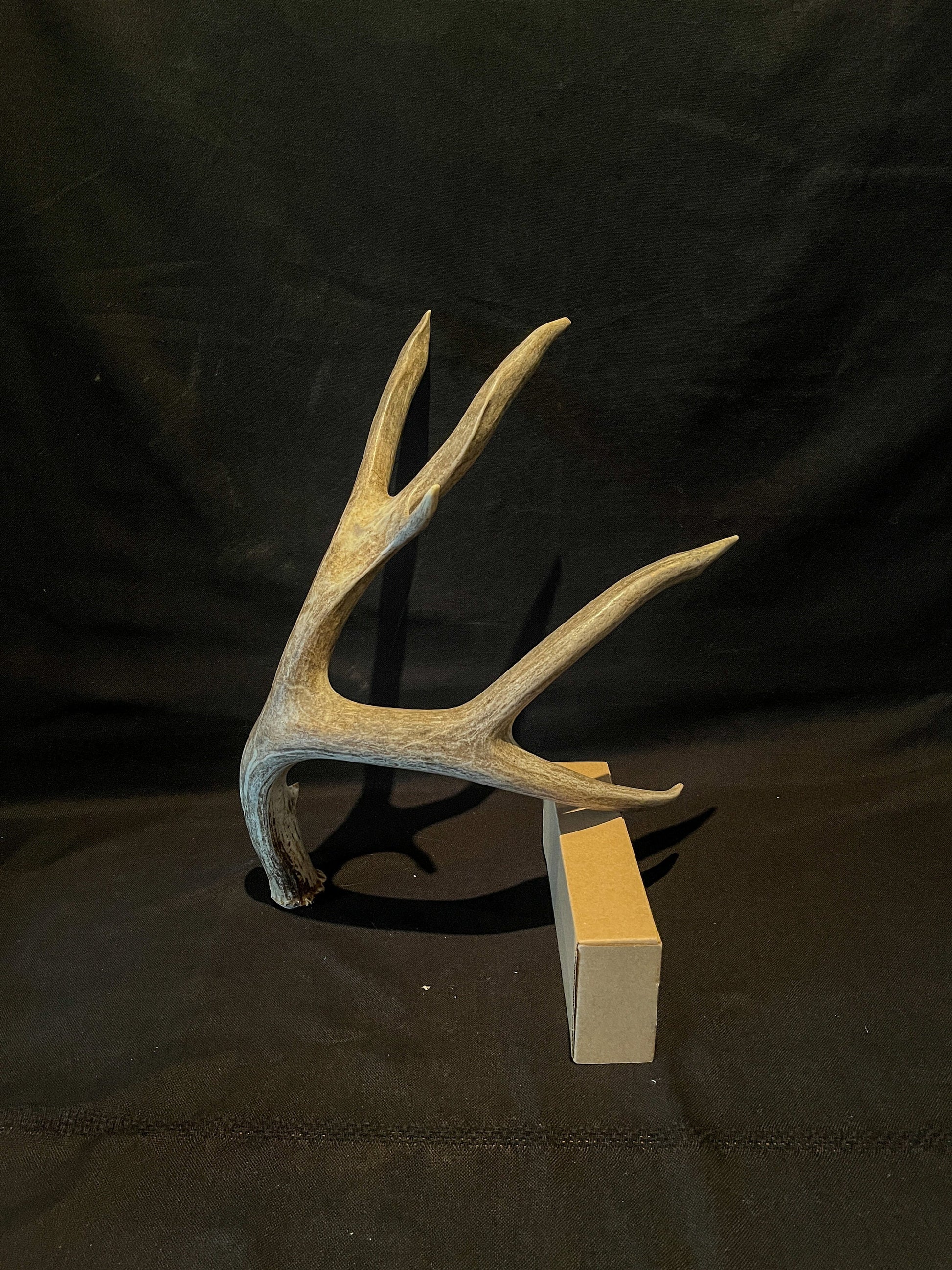 Dark 6 Point Mule deer antler. Large, Rustic style decoration. Cabin and Farm decor centrepiece.