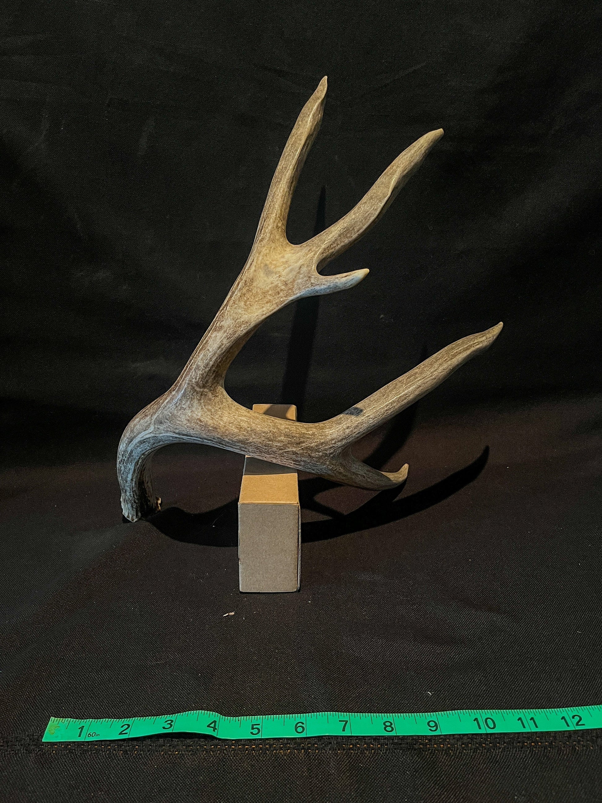 Dark 6 Point Mule deer antler. Large, Rustic style decoration. Cabin and Farm decor centrepiece.