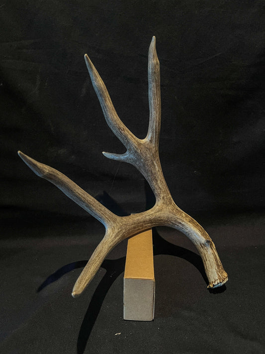 Dark 6 Point Mule deer antler. Large, Rustic style decoration. Cabin and Farm decor centrepiece.