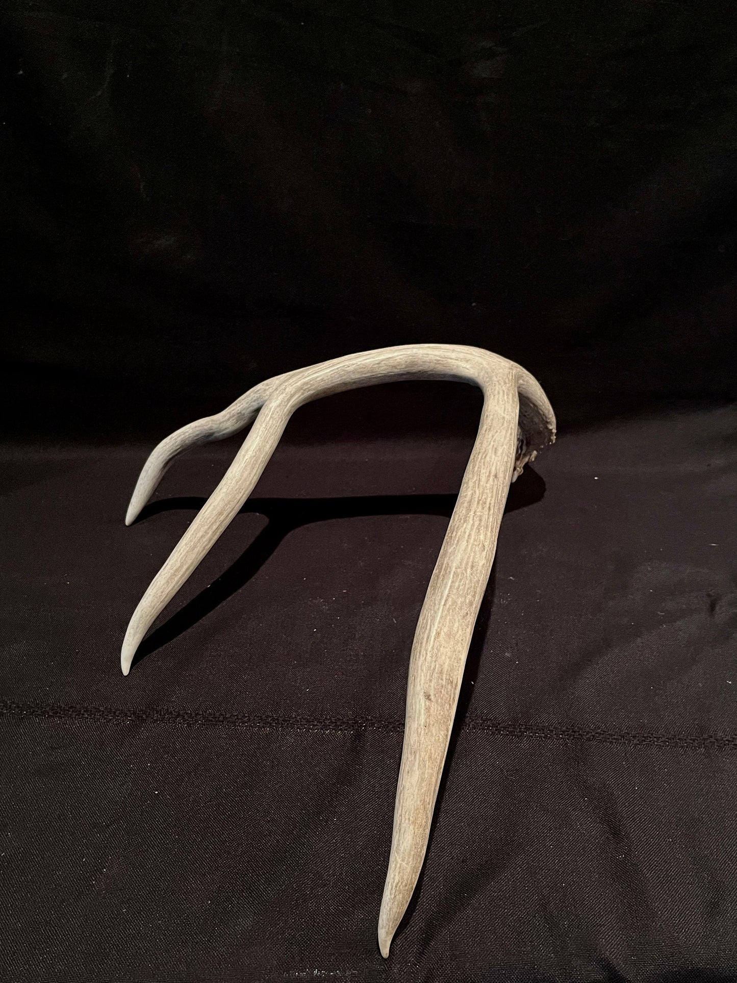 Huge Canadian Mule deer Antler. Farmhouse style decor collection antler.