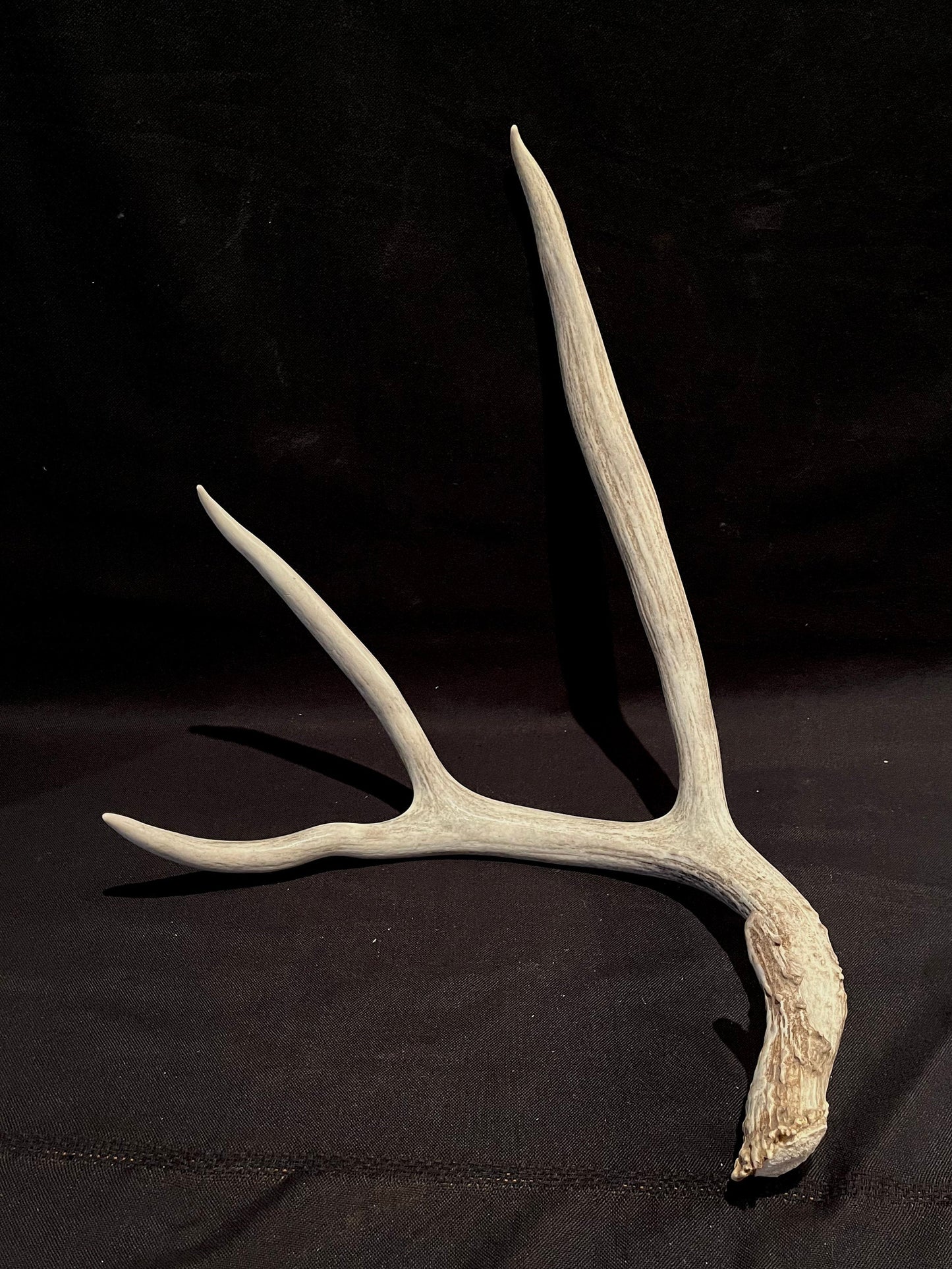 Huge Canadian Mule deer Antler. Farmhouse style decor collection antler.