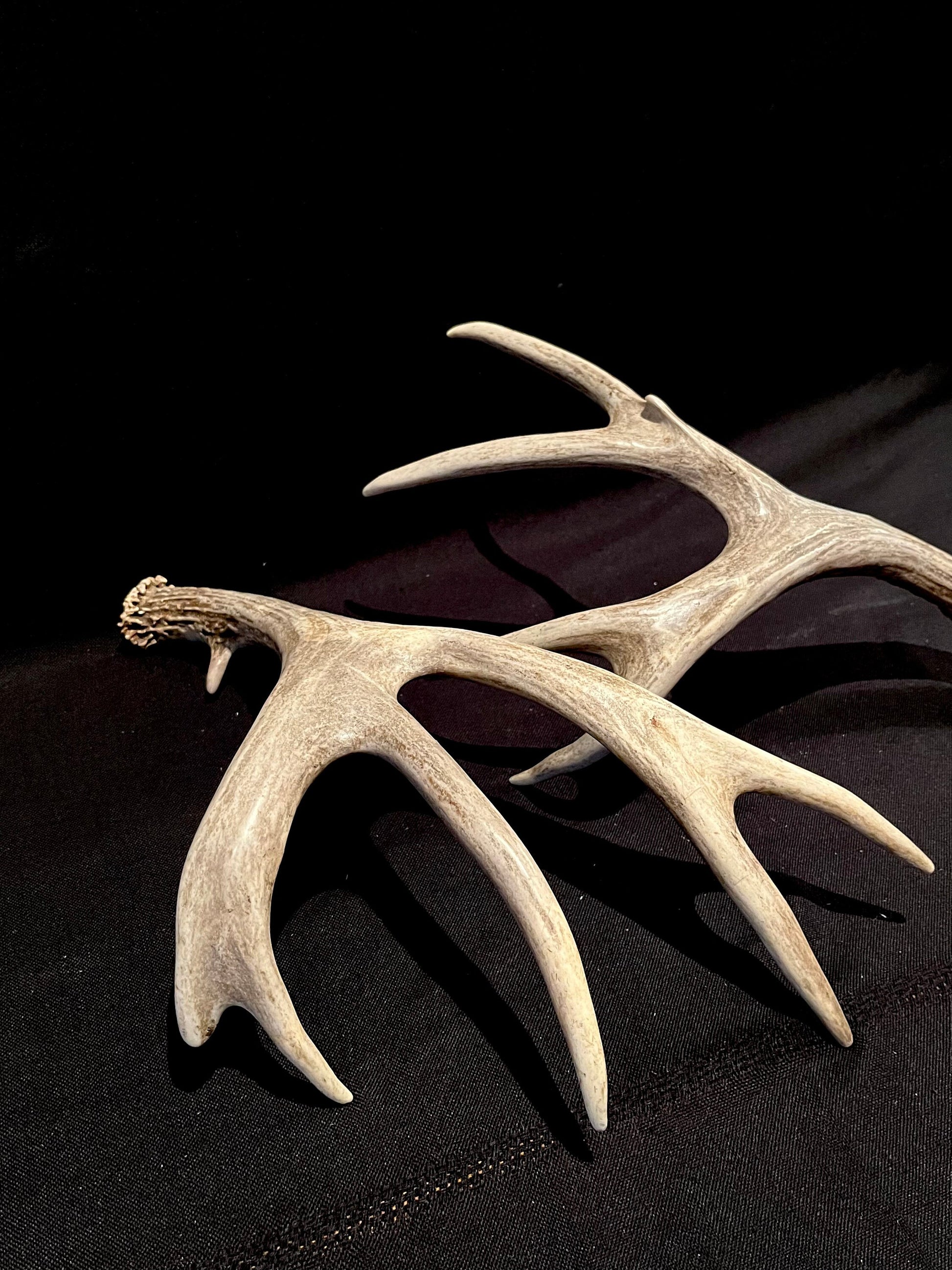 Deer Antlers! Mule deer. Classic Northern Canada Mule Deer Antlers. Horns, Crafting. Decor