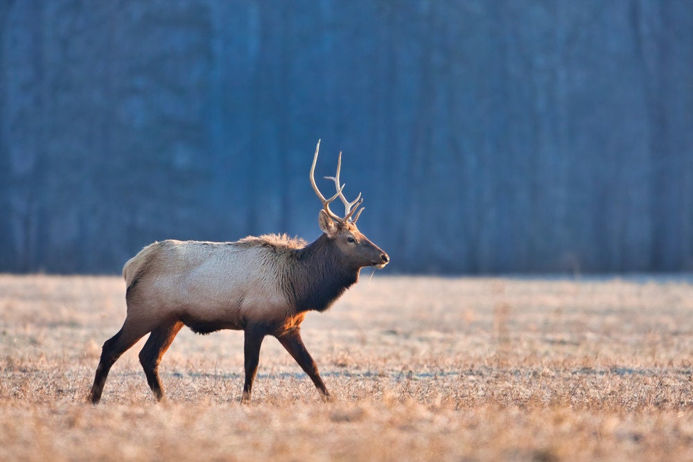 Spike Elk Antler. Elk antler for decor, crafting, performing arts, and more.