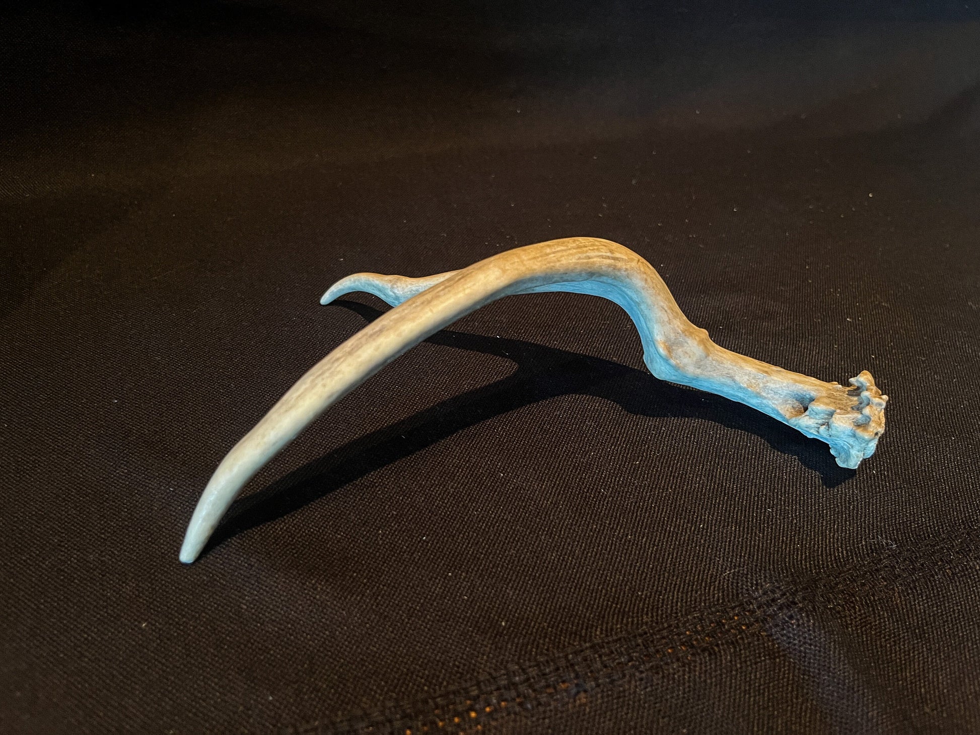 Unique Deer Antler. Deer Antler Collectable, Decor Piece. Bone, Wild, Old, Item.