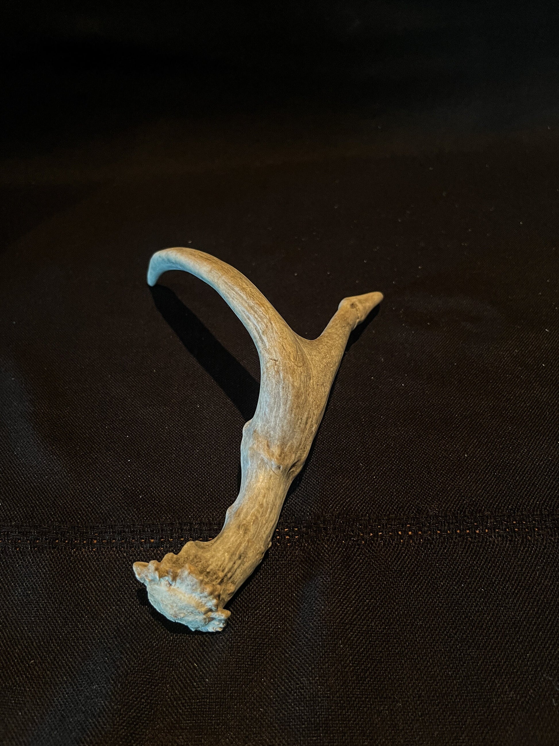 Unique Deer Antler. Deer Antler Collectable, Decor Piece. Bone, Wild, Old, Item.